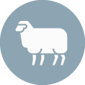 Icon Schafwolle