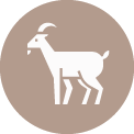 Icon Yak