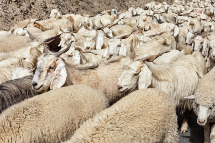 Kaschmirdecken werden aus dem Fell der Kaschmirziege gefertigt