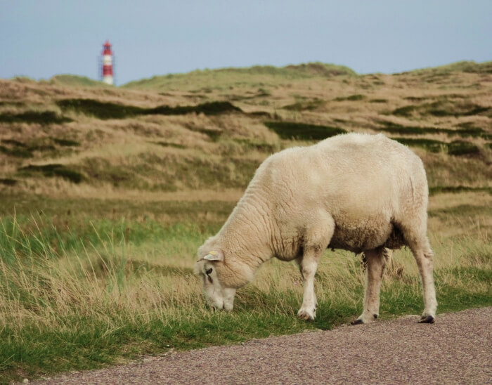 Schurwolldecken aus Schafwolle