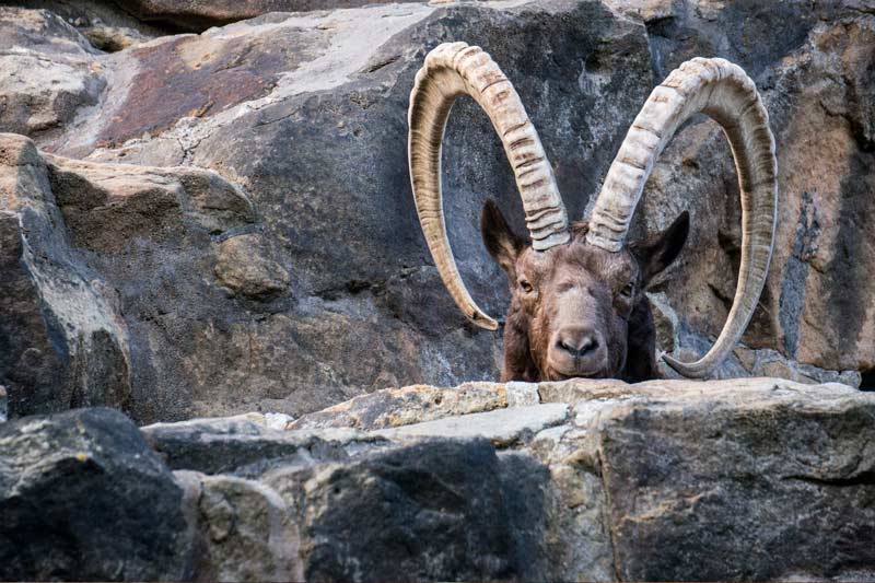 Sibirischer Steinbock hinter einem Felsen - das Fell wird für Yangirdecken verwendet