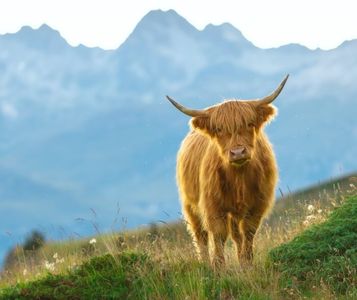 Yakhaardecken werden aus dem Fell des Yaks gefertigt